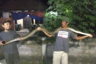 Warga Klaten menangkap ular piton yang melilt bebek di kandang pagi ini, Jumat (24/5/2024). (FOTO: Dok. Mardiyono /RCTD Klaten).