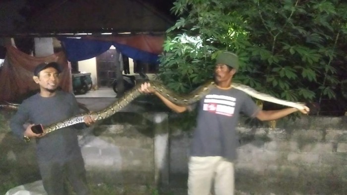 Warga Klaten menangkap ular piton yang melilt bebek di kandang pagi ini, Jumat (24/5/2024). (FOTO: Dok. Mardiyono /RCTD Klaten).