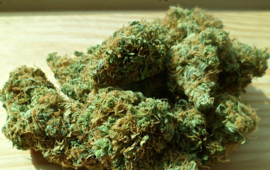 Badan Narkotika Nasional Provinsi (BNNP) Jawa Tengah mengungkap peredaran sekitar 13,4 kg ganja selama kurun waktu Januari hingga Juni 2024. (FOTO: Pixabay).