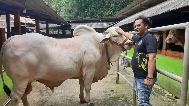 Sapi milik anggota Polsek Sewon, Aipda Zuli, yang memiliki berat hampir 1 ton dipilih untuk menjadi sapi kurban Jokowi di Bantul pada Iduladha 2024. (FOTO: Humas Polres Bantul)