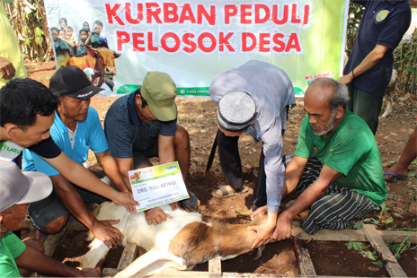 Tata cara penyembelihan hewan kurban. (FOTO: Lazis Jateng).