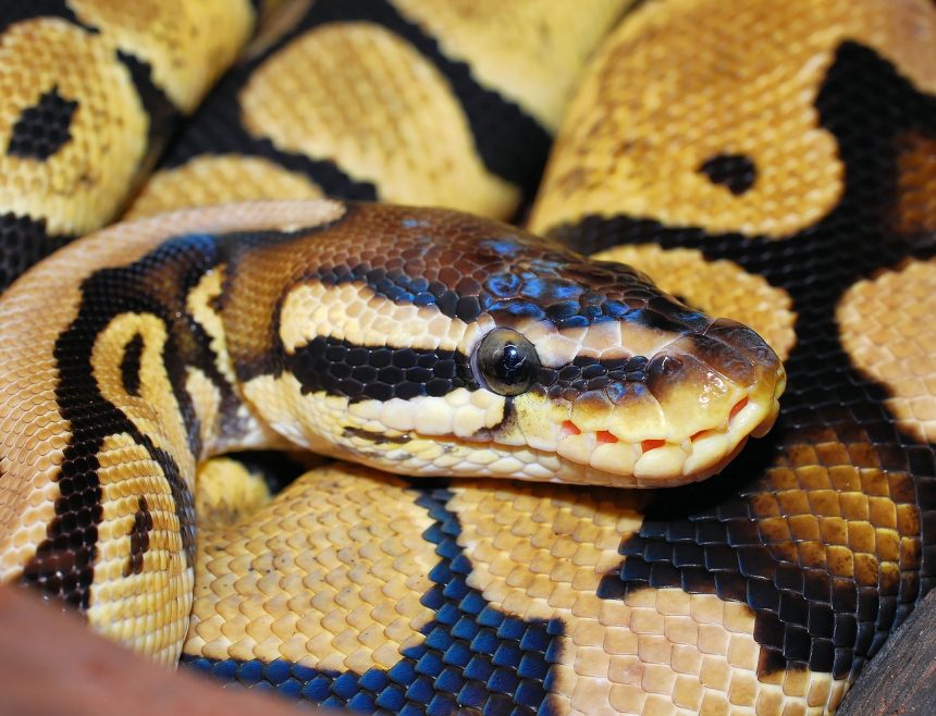 Ilustrasi ular piton di Klaten. (FOTO: Pixabay).