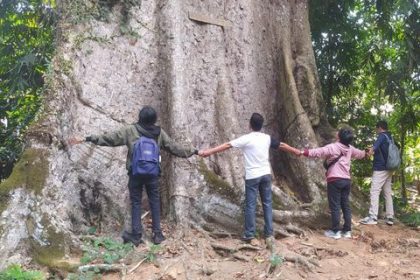 Pohon randu di alas raksasa di Desa Kebonrejo, Kecamatan Candimulyo, Kabupaten Magelang. (FOTO: Dok. Detik Jateng).