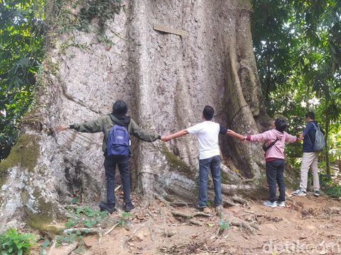 Pohon randu di alas raksasa di Desa Kebonrejo, Kecamatan Candimulyo, Kabupaten Magelang. (FOTO: Dok. Detik Jateng).