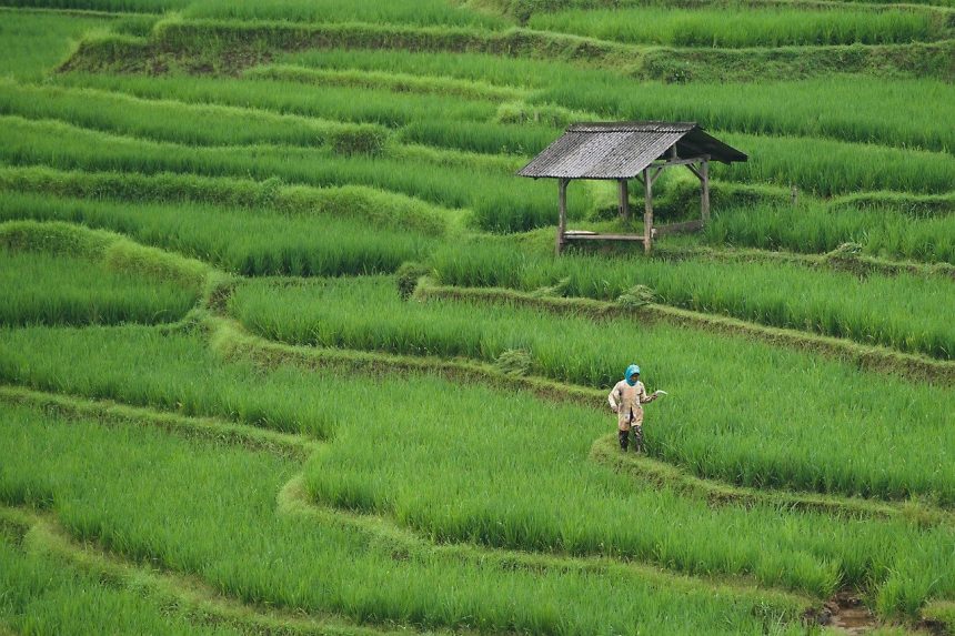 Ilustrasi penggunaan pupuk untuk pertanian. (FOTO: Pixabay)